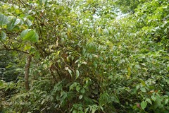 Tournefortia reticosa